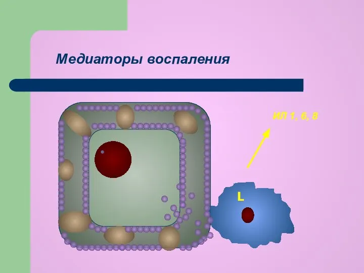 ИЛ 1, 6, 8 L Медиаторы воспаления