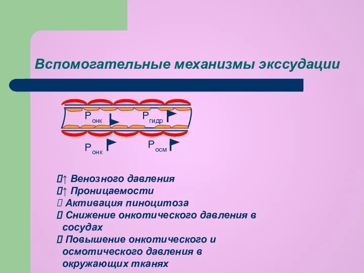 Вспомогательные механизмы экссудации ↑ Венозного давления ↑ Проницаемости Активация пиноцитоза Снижение