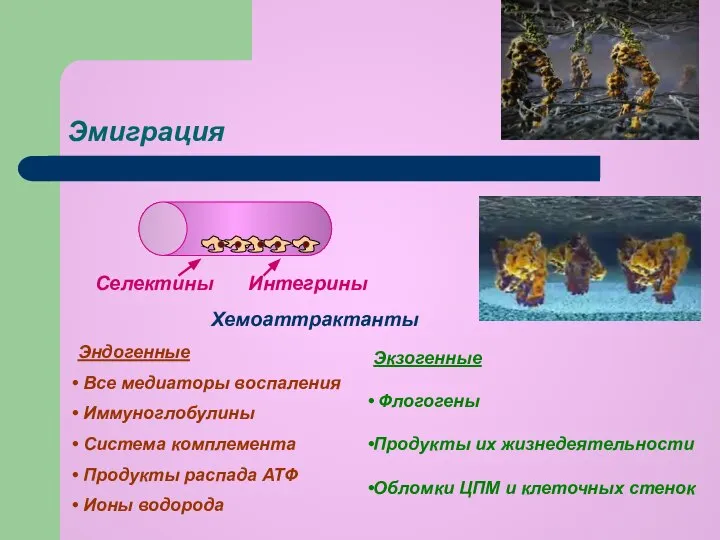 Эмиграция Селектины Интегрины Хемоаттрактанты Эндогенные Все медиаторы воспаления Иммуноглобулины Система комплемента