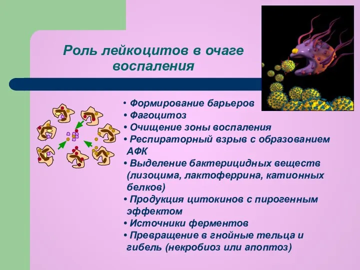 Роль лейкоцитов в очаге воспаления Формирование барьеров Фагоцитоз Очищение зоны воспаления