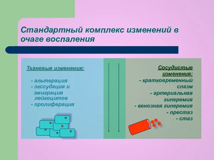 Стандартный комплекс изменений в очаге воспаления Тканевые изменения: - альтерация -