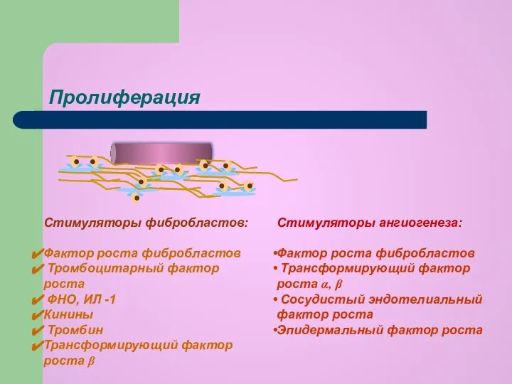 Пролиферация Стимуляторы фибробластов: Фактор роста фибробластов Тромбоцитарный фактор роста ФНО, ИЛ