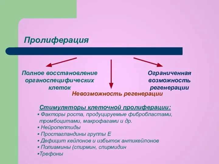 Пролиферация Полное восстановление органоспецифических клеток Ограниченная возможность регенерации Невозможность регенерации Стимуляторы