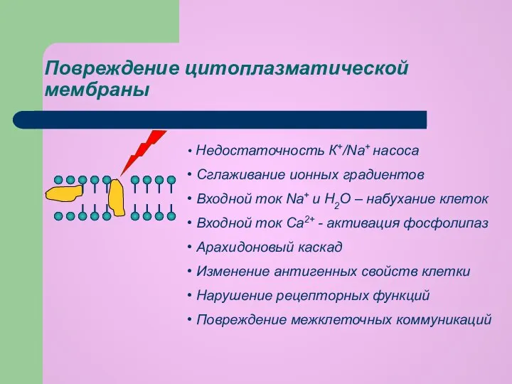 Повреждение цитоплазматической мембраны Недостаточность К+/Na+ насоса Сглаживание ионных градиентов Входной ток