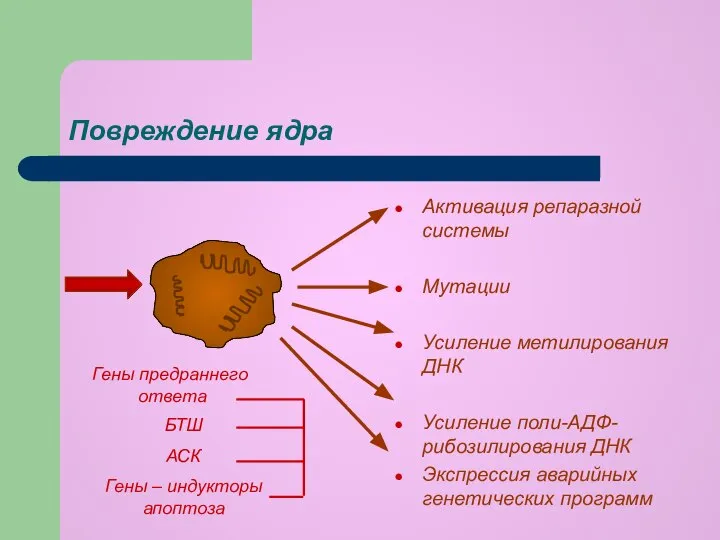 Повреждение ядра Активация репаразной системы Мутации Усиление метилирования ДНК Усиление поли-АДФ-рибозилирования