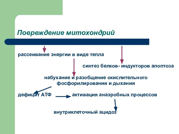 Повреждение митохондрий рассеивание энергии в виде тепла синтез белков- индукторов апоптоза