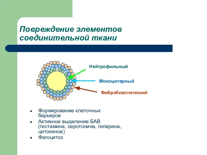 Повреждение элементов соединительной ткани Формирование клеточных барьеров Активное выделение БАВ (гистамина,