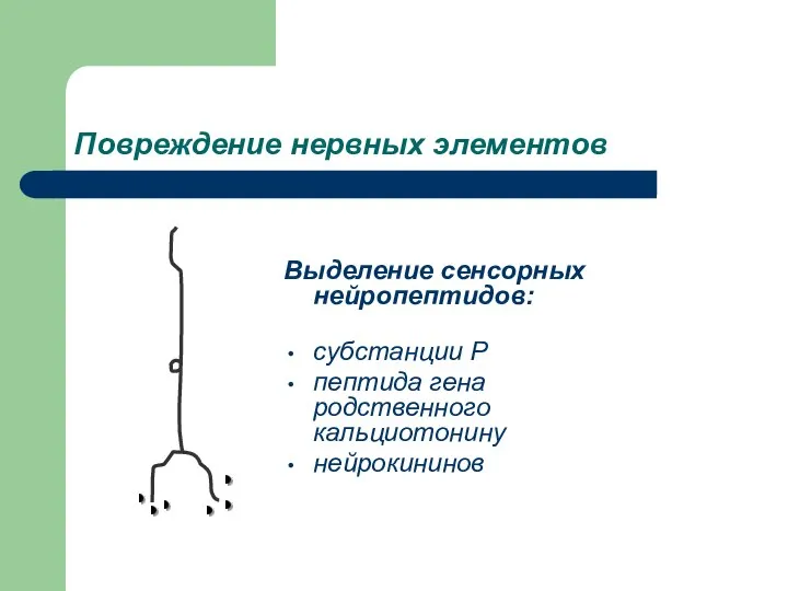 Повреждение нервных элементов Выделение сенсорных нейропептидов: субстанции Р пептида гена родственного кальциотонину нейрокининов