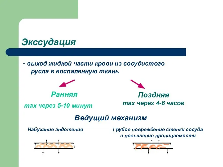 Экссудация - выход жидкой части крови из сосудистого русла в воспаленную