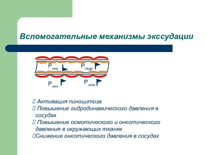 Вспомогательные механизмы экссудации Активация пиноцитоза Повышение гидродинамического давления в сосудах Повышение