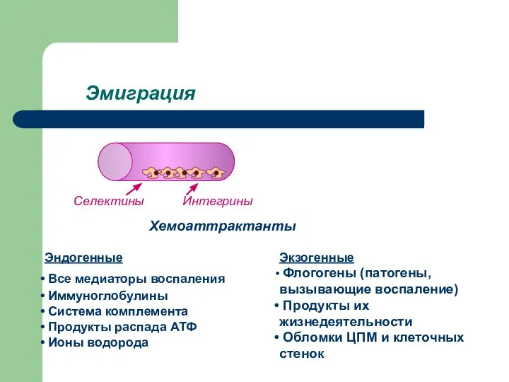 Эмиграция Селектины Интегрины Хемоаттрактанты Эндогенные Все медиаторы воспаления Иммуноглобулины Система комплемента