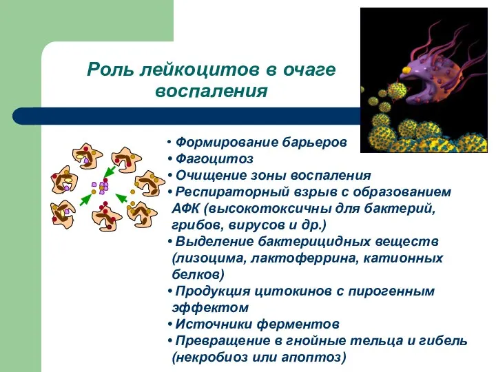 Роль лейкоцитов в очаге воспаления Формирование барьеров Фагоцитоз Очищение зоны воспаления