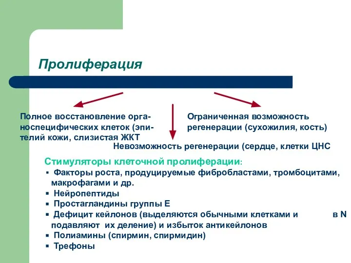 Пролиферация Полное восстановление орга-носпецифических клеток (эпи-телий кожи, слизистая ЖКТ Ограниченная возможность