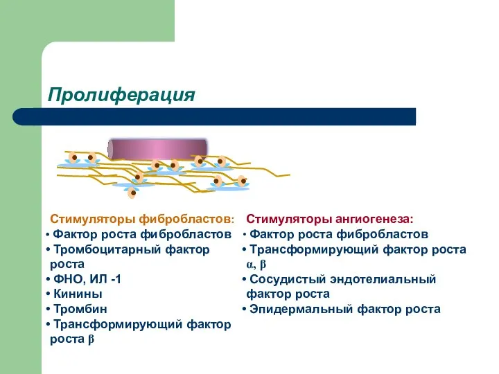 Пролиферация Стимуляторы фибробластов: Фактор роста фибробластов Тромбоцитарный фактор роста ФНО, ИЛ