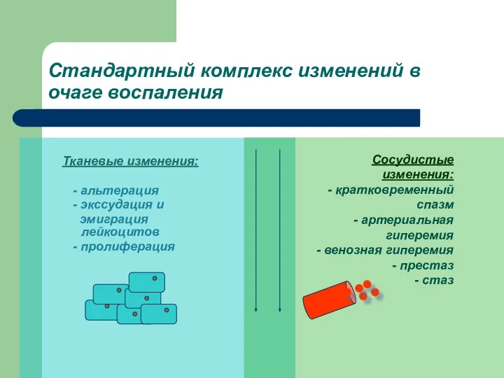 Стандартный комплекс изменений в очаге воспаления Тканевые изменения: - альтерация -