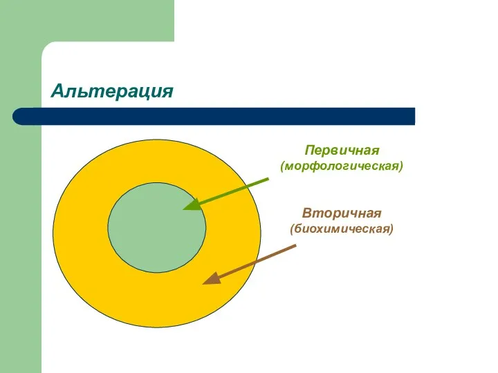 Альтерация Первичная (морфологическая) Вторичная (биохимическая)