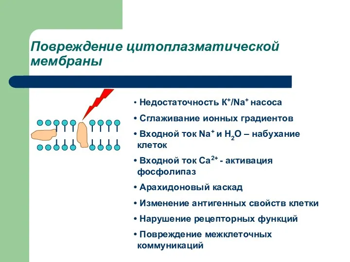 Повреждение цитоплазматической мембраны Недостаточность К+/Na+ насоса Сглаживание ионных градиентов Входной ток