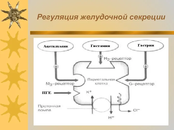 Регуляция желудочной секреции