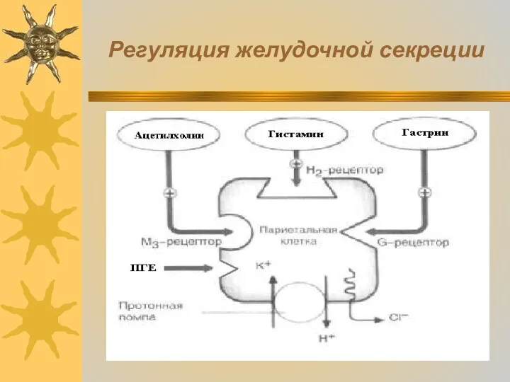 Регуляция желудочной секреции