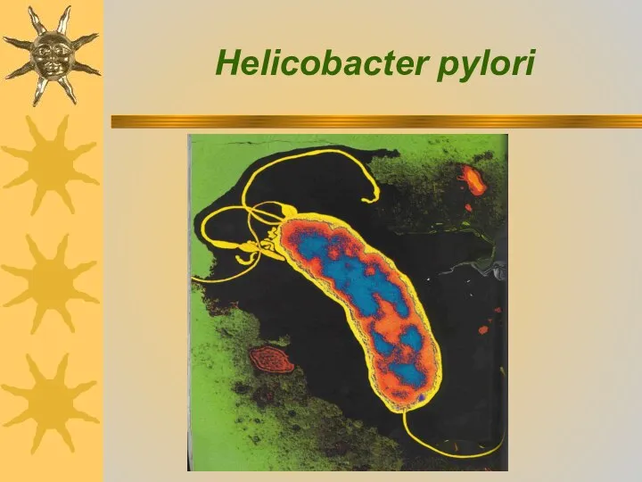 Helicobacter pylori