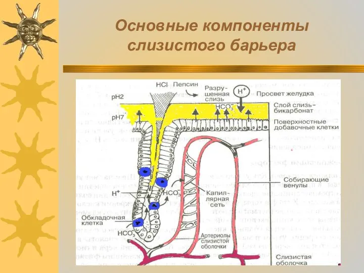 Основные компоненты слизистого барьера