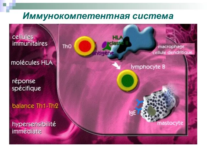 Иммунокомпетентная система