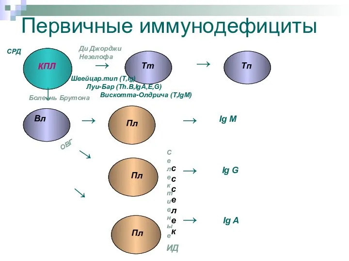 Первичные иммунодефициты КПЛ Тт Тп Вл Пл ↓ ↓ ↓ ↓