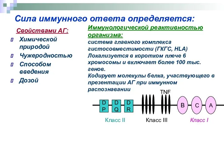 Сила иммунного ответа определяется: Свойствами АГ: Химической природой Чужеродностью Способом введения