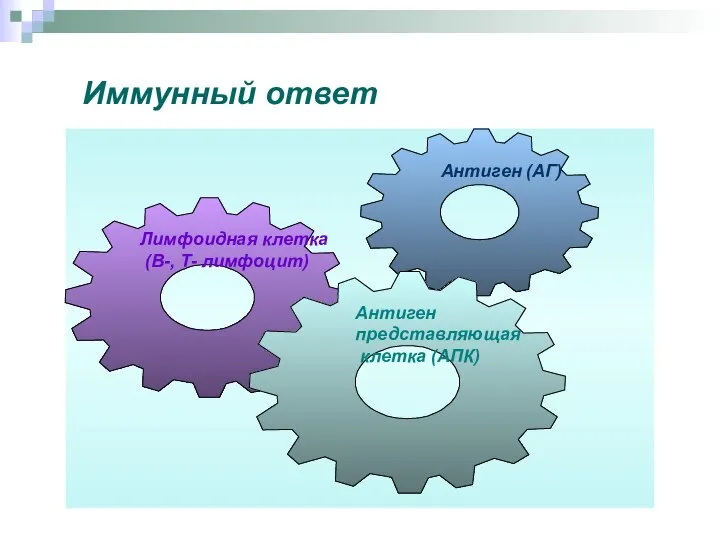 Иммунный ответ Антиген представляющая клетка (АПК) Лимфоидная клетка (В-, Т- лимфоцит) Антиген (АГ)