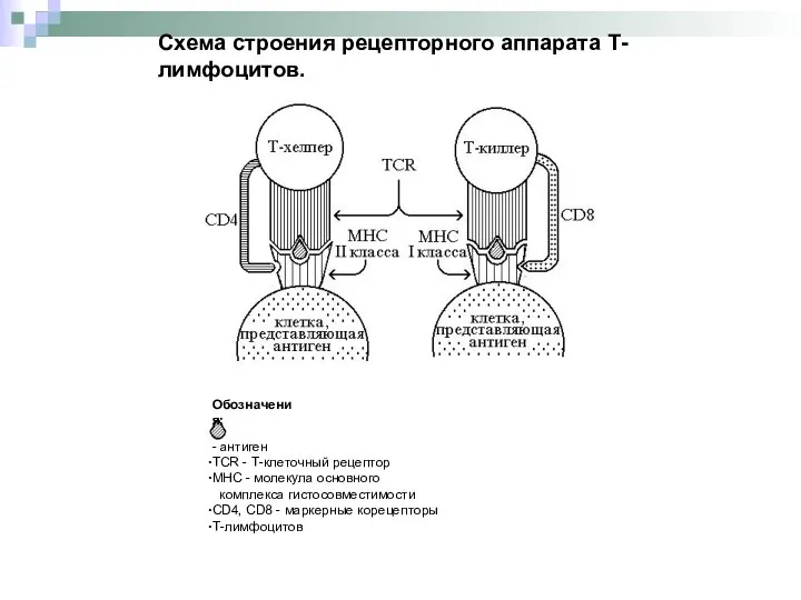 Схема строения рецепторного аппарата Т-лимфоцитов. Обозначения: - антиген TCR - Т-клеточный