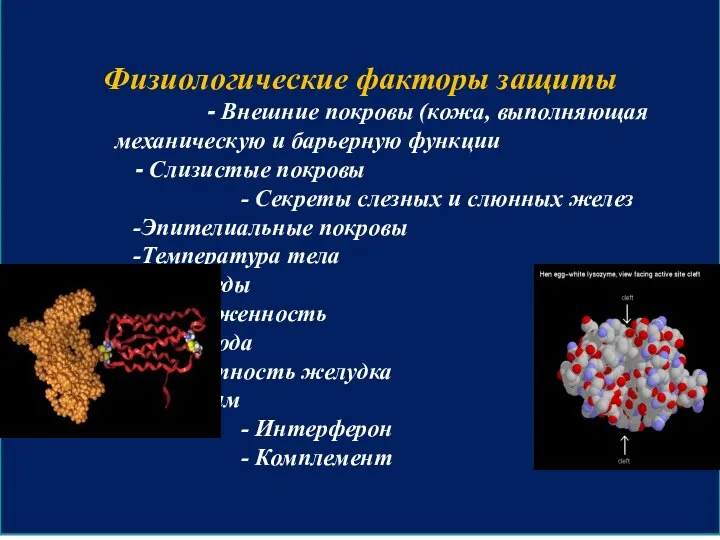 Физиологические факторы защиты - Внешние покровы (кожа, выполняющая механическую и барьерную