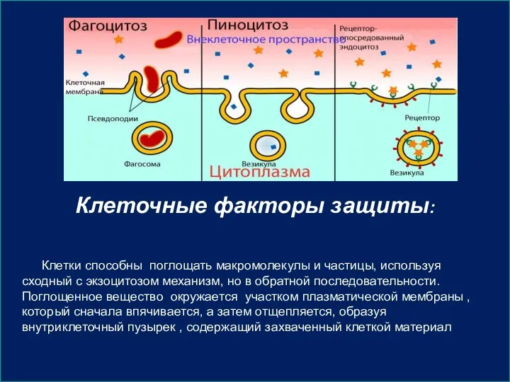 Клеточные факторы защиты: Клетки способны поглощать макромолекулы и частицы, используя сходный