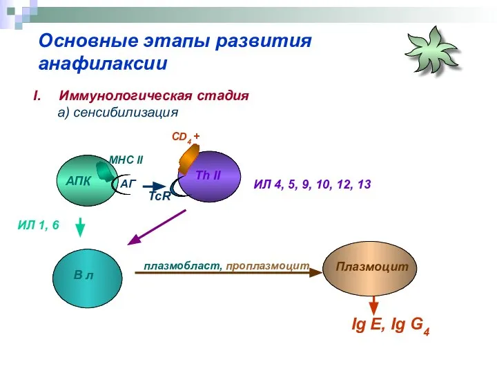 Основные этапы развития анафилаксии Иммунологическая стадия а) сенсибилизация АПК Th II