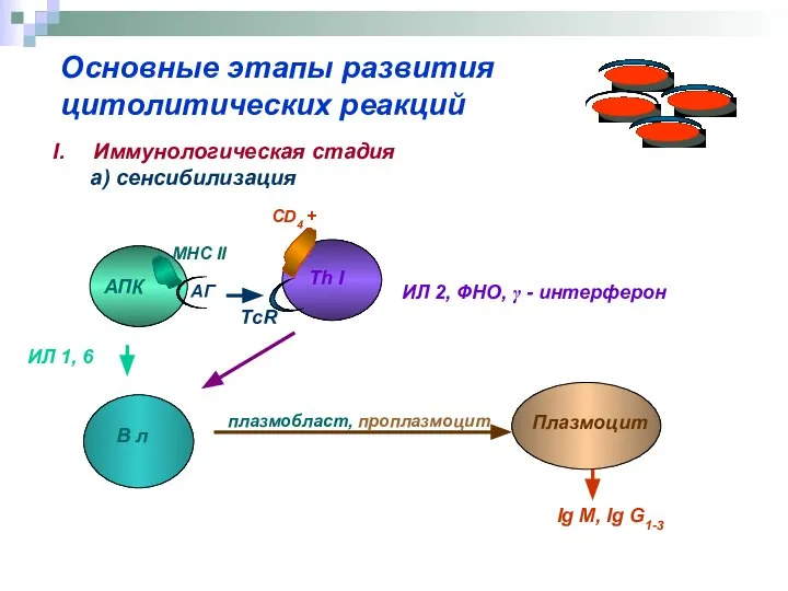 Основные этапы развития цитолитических реакций Иммунологическая стадия а) сенсибилизация АПК Th