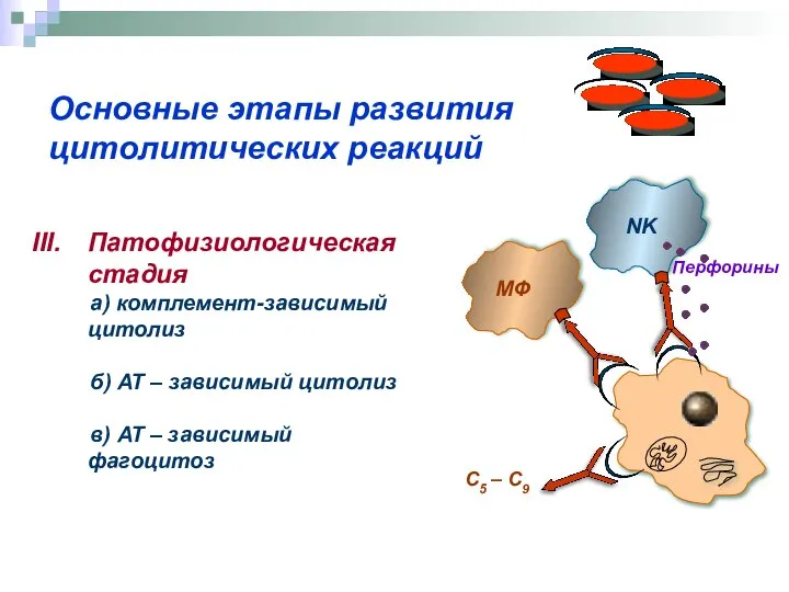 Основные этапы развития цитолитических реакций Патофизиологическая стадия а) комплемент-зависимый цитолиз б)