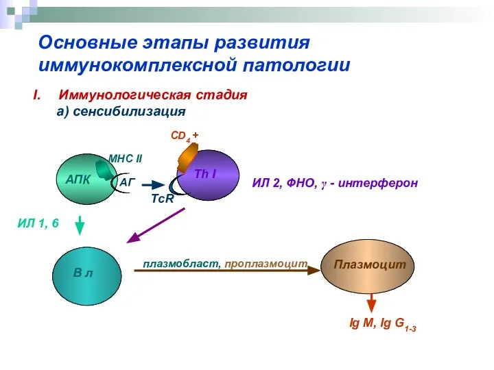 Основные этапы развития иммунокомплексной патологии Иммунологическая стадия а) сенсибилизация АПК Th