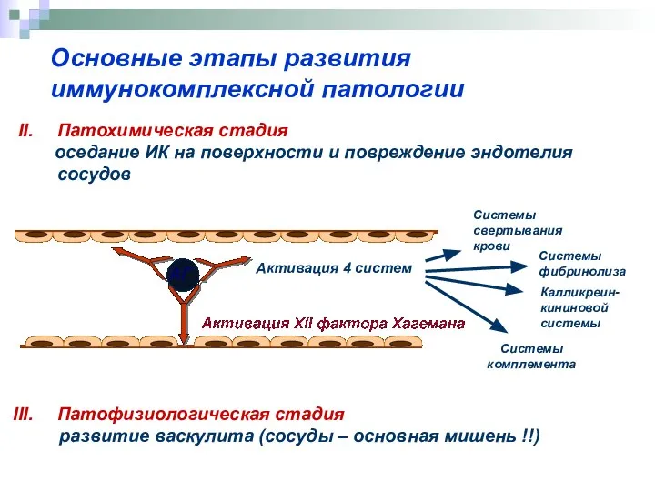 Патохимическая стадия оседание ИК на поверхности и повреждение эндотелия сосудов Патофизиологическая