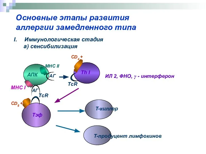 Основные этапы развития аллергии замедленного типа Иммунологическая стадия а) сенсибилизация АПК