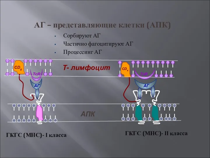 АГ – представляющие клетки (АПК) Сорбируют АГ Частично фагоцитируют АГ Процессинг