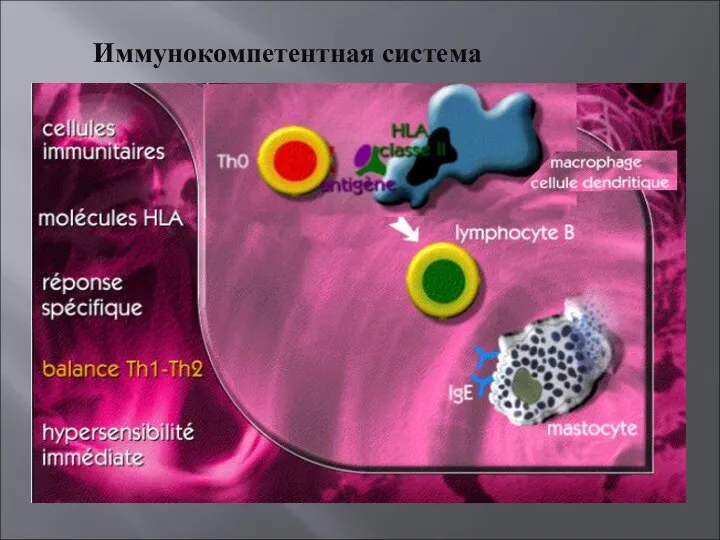 Иммунокомпетентная система