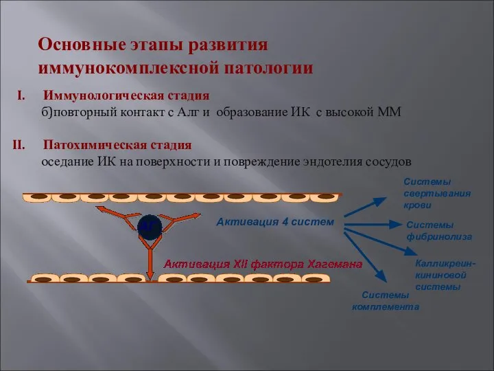 Иммунологическая стадия б)повторный контакт с Алг и образование ИК с высокой