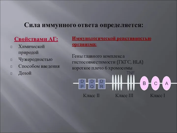 Сила иммунного ответа определяется: Свойствами АГ: Химической природой Чужеродностью Способом введения