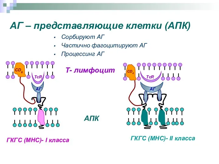 АГ – представляющие клетки (АПК) Сорбируют АГ Частично фагоцитируют АГ Процессинг