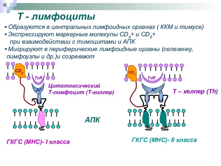 ГКГС (МНС)- I класса ГКГС (МНС)- II класса АГ АГ АПК