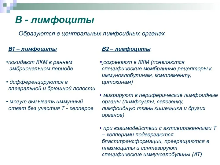 В - лимфоциты Образуются в центральных лимфоидных органах В1 – лимфоциты
