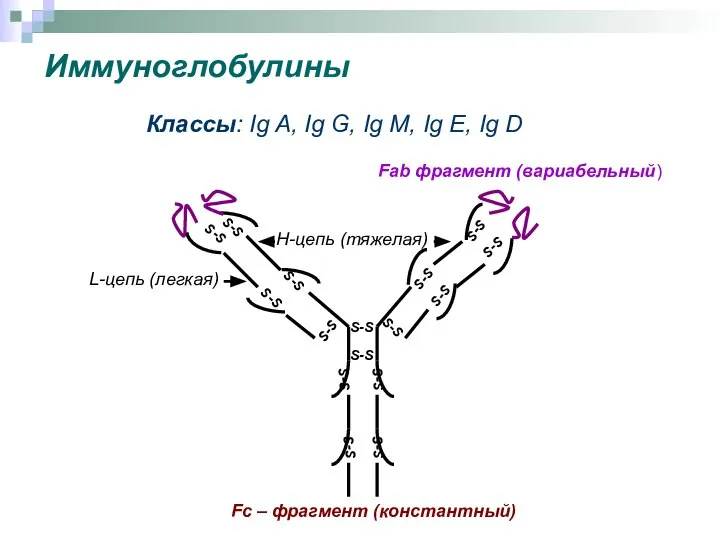 Иммуноглобулины S-S S-S S-S S-S S-S S-S S-S S-S S-S S-S