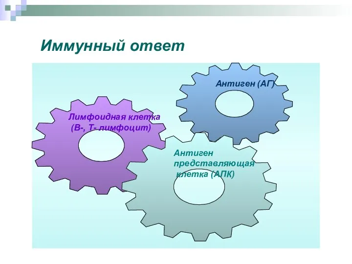 Иммунный ответ Антиген представляющая клетка (АПК) Лимфоидная клетка (В-, Т- лимфоцит) Антиген (АГ)