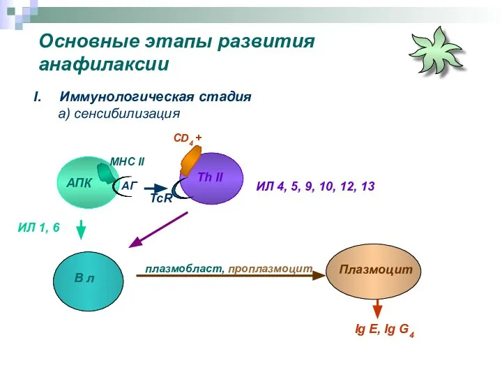 Основные этапы развития анафилаксии Иммунологическая стадия а) сенсибилизация АПК Th II