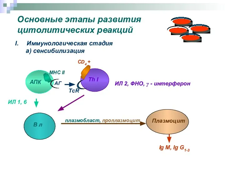 Основные этапы развития цитолитических реакций Иммунологическая стадия а) сенсибилизация АПК Th