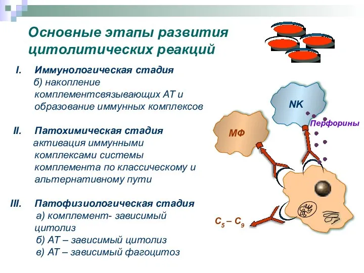 Иммунологическая стадия б) накопление комплементсвязывающих АТ и образование иммунных комплексов Патохимическая